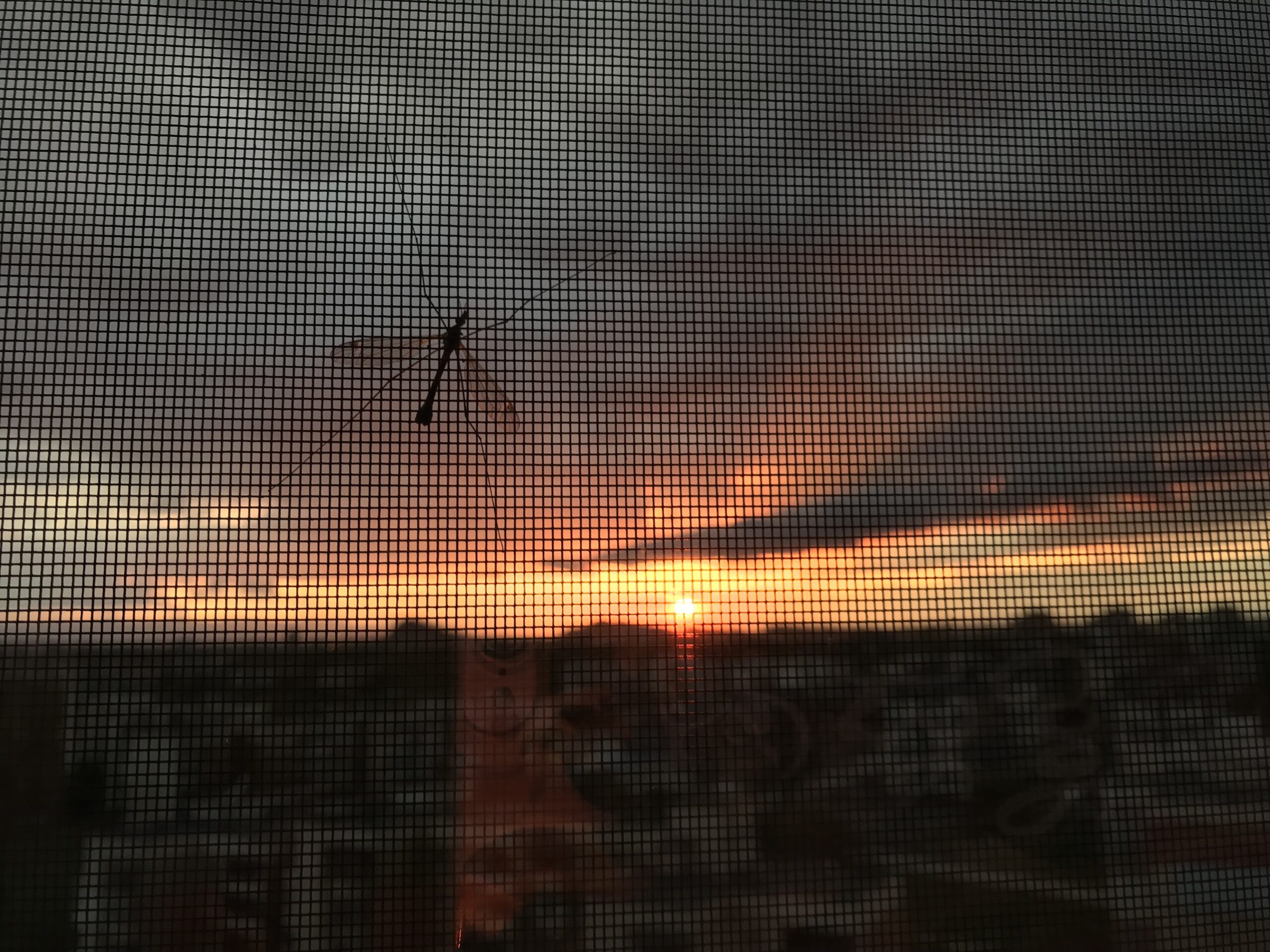 Crane fly on a fly screen at sunset