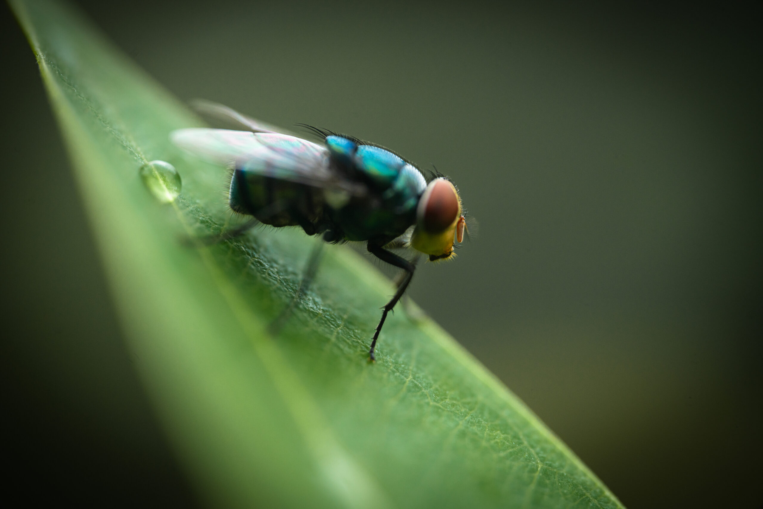house fly resting on a leaf